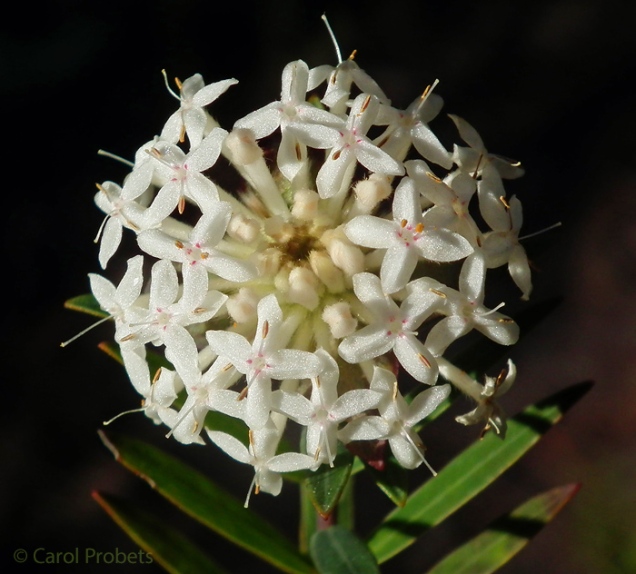 pimelea-linifolia