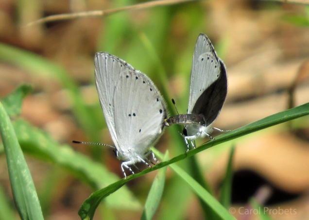 yellow-spotted-blues_6750