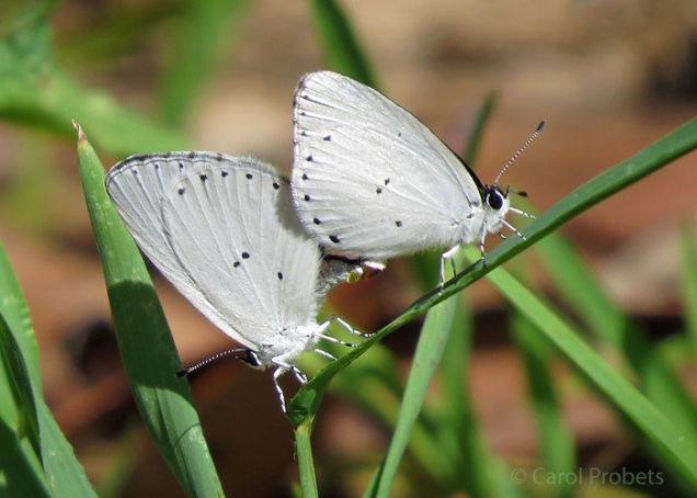 yellow-spotted-blues_6752