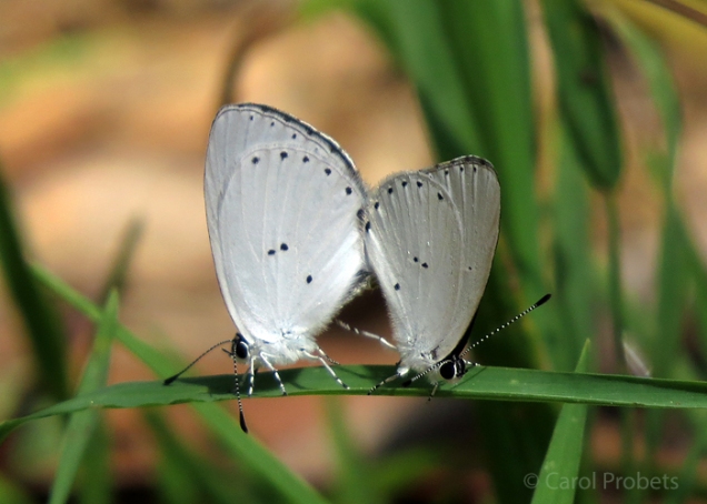 yellow-spotted-blues_6762