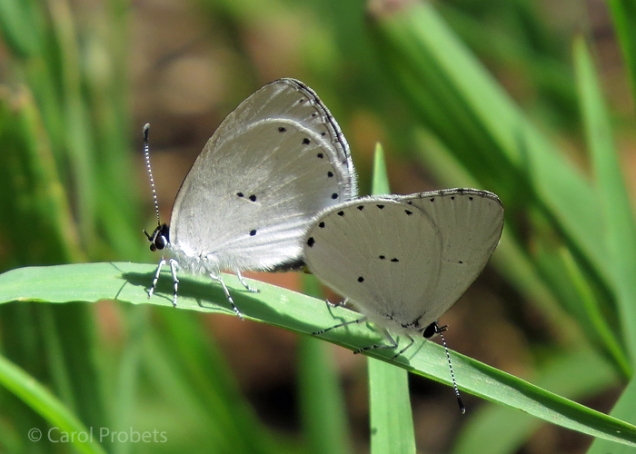 yellow-spotted-blues_6771