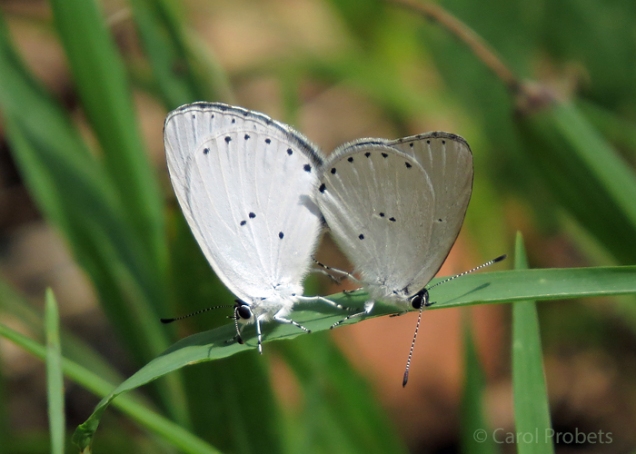 yellow-spotted-blues_6779